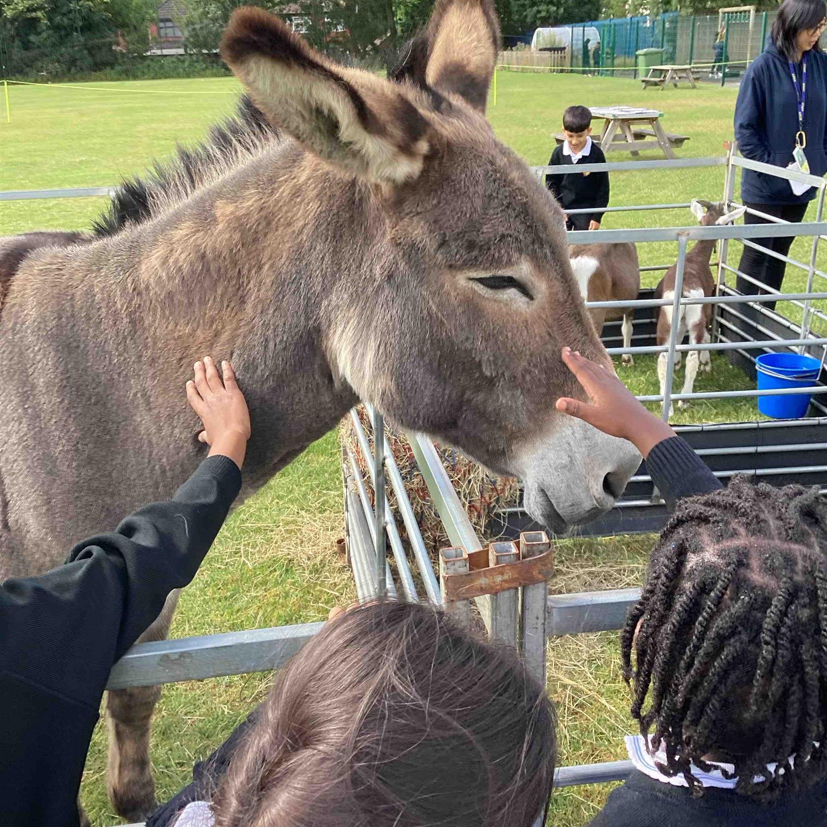 EYFS Farm Experience