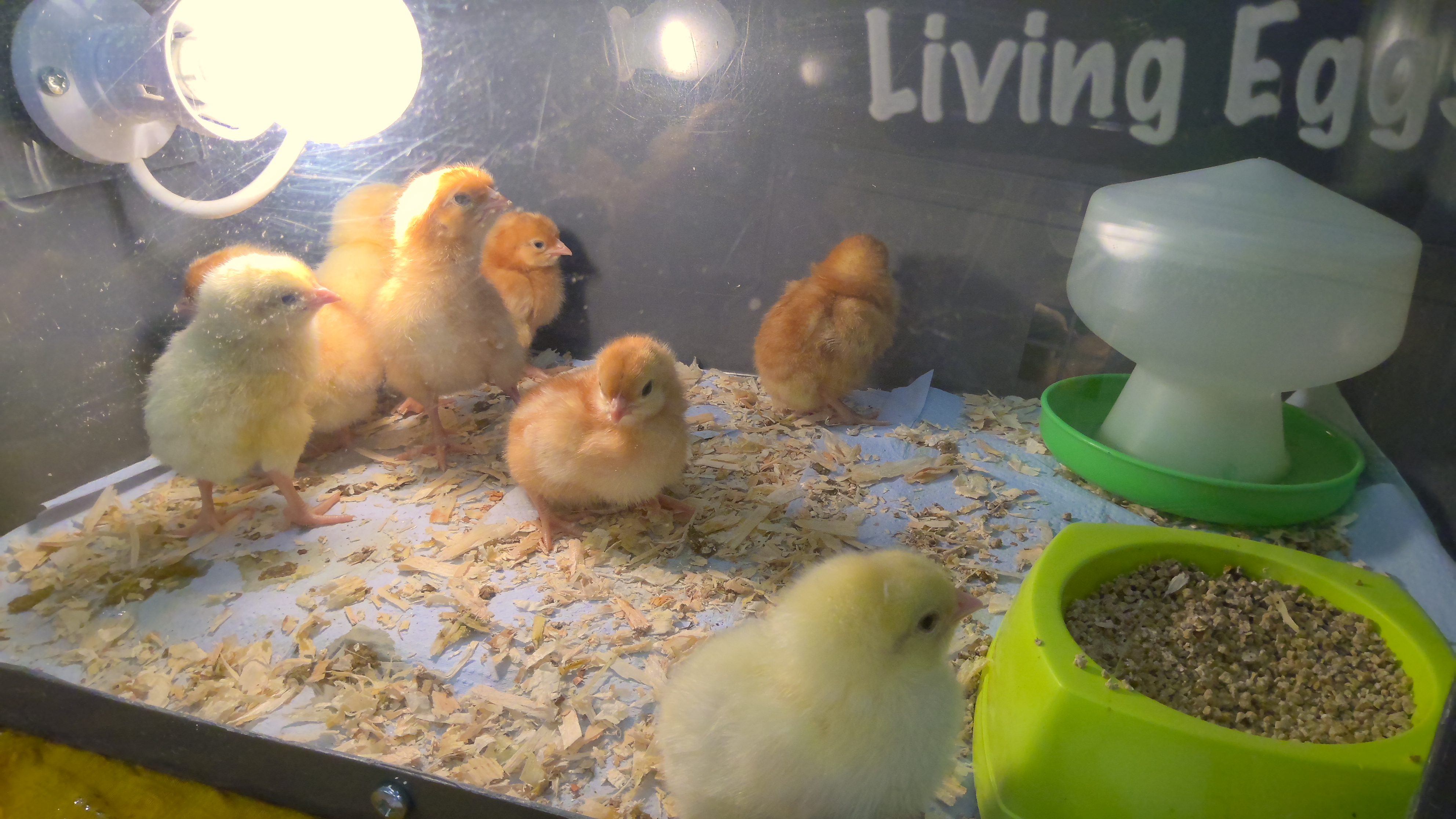 Reception's Baby Chicks